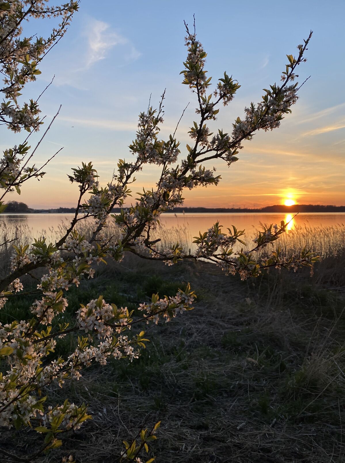 Un atardecer sobre una masa de agua, con un árbol en primer plano.