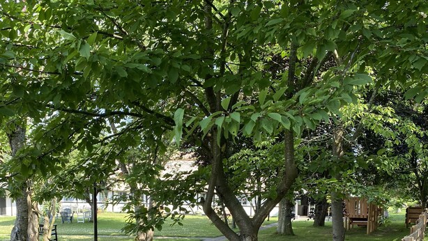 Un letrero de piedra con la inscripción "Kirsebarkroen The Inn Between" en un parque, con un banco de madera y una planta en maceta.