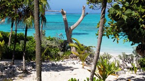 A beach with palm trees and clear blue water.