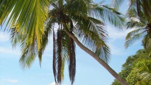 A beach with white sand, palm trees, and a calm sea. - Eco Boutique Hotel Vista Las Islas Reserva Natural (Paquera)