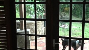 Vista a través de una puerta de vidrio con diseño de cuadrícula, que da a un espacio exterior con patio empedrado y vegetación.