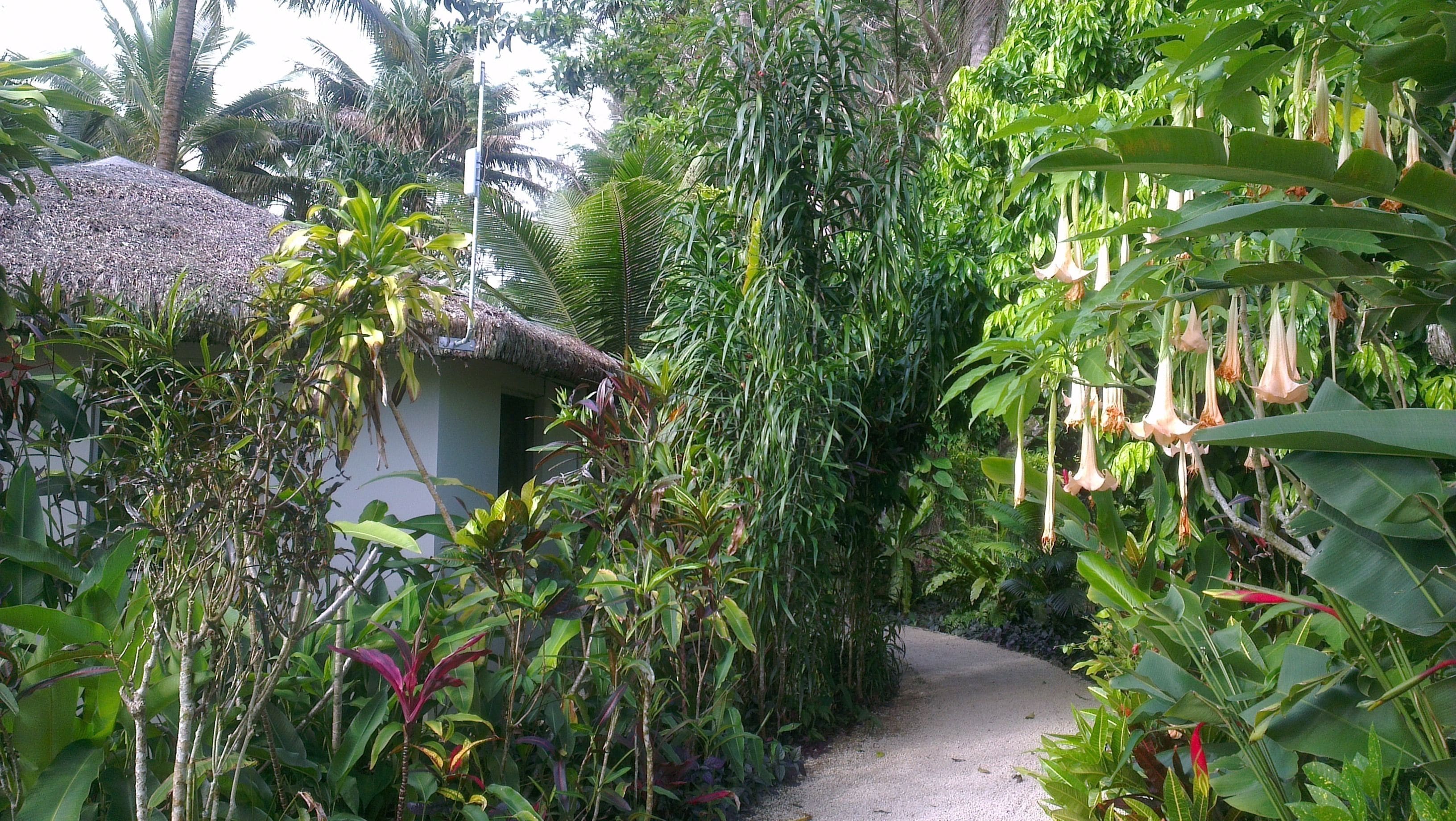 Basic Bungalow, 1 Queen Bed with Sofa bed, Garden View | View from room