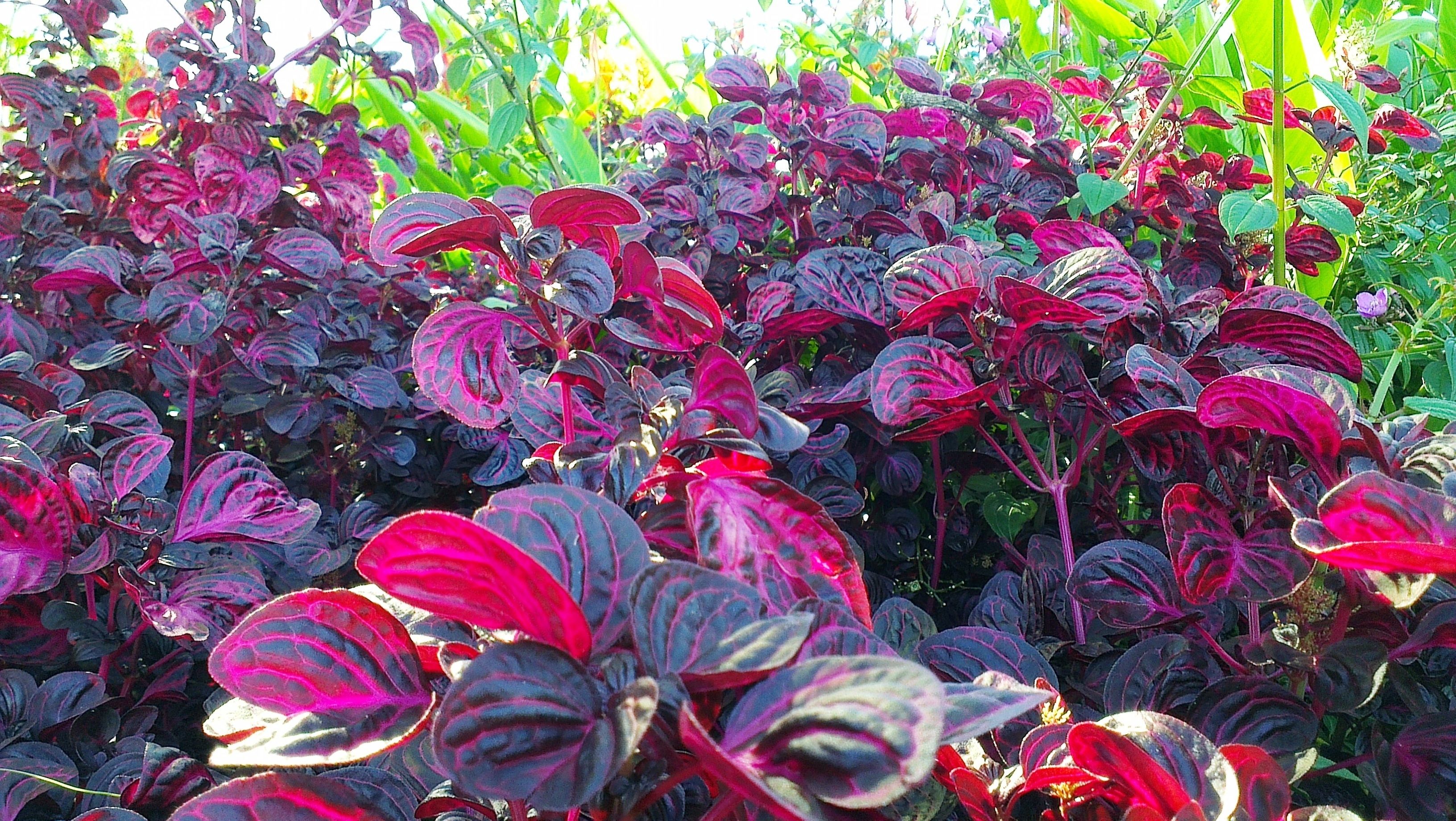 A garden with dense foliage of variegated red and purple leaves.