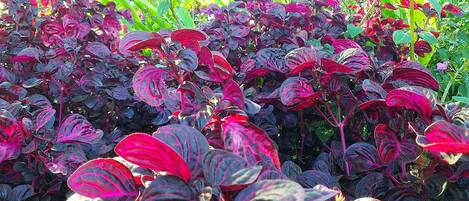A garden with dense foliage of variegated red and purple leaves.