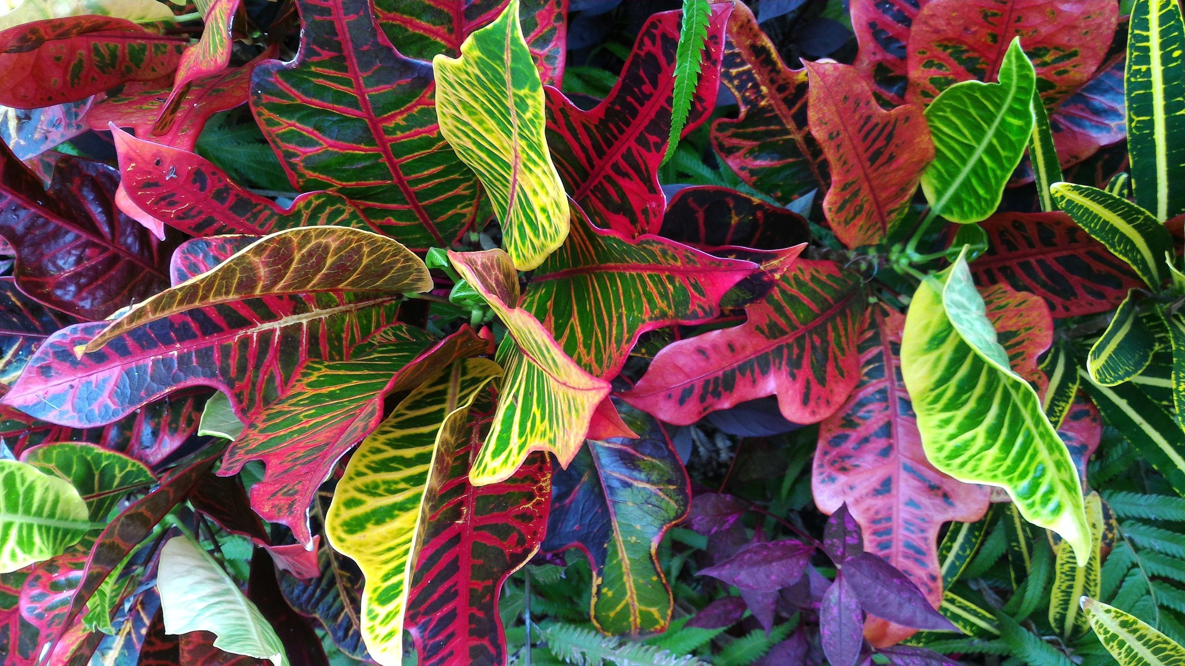 A variety of colorful foliage with distinct patterns and shapes.