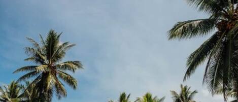 A swimming pool surrounded by palm trees and a clear sky.