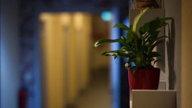 A hallway with a potted plant on the right. - Gaestehaus Kaiserpassage - Hostel (Karlsruhe)