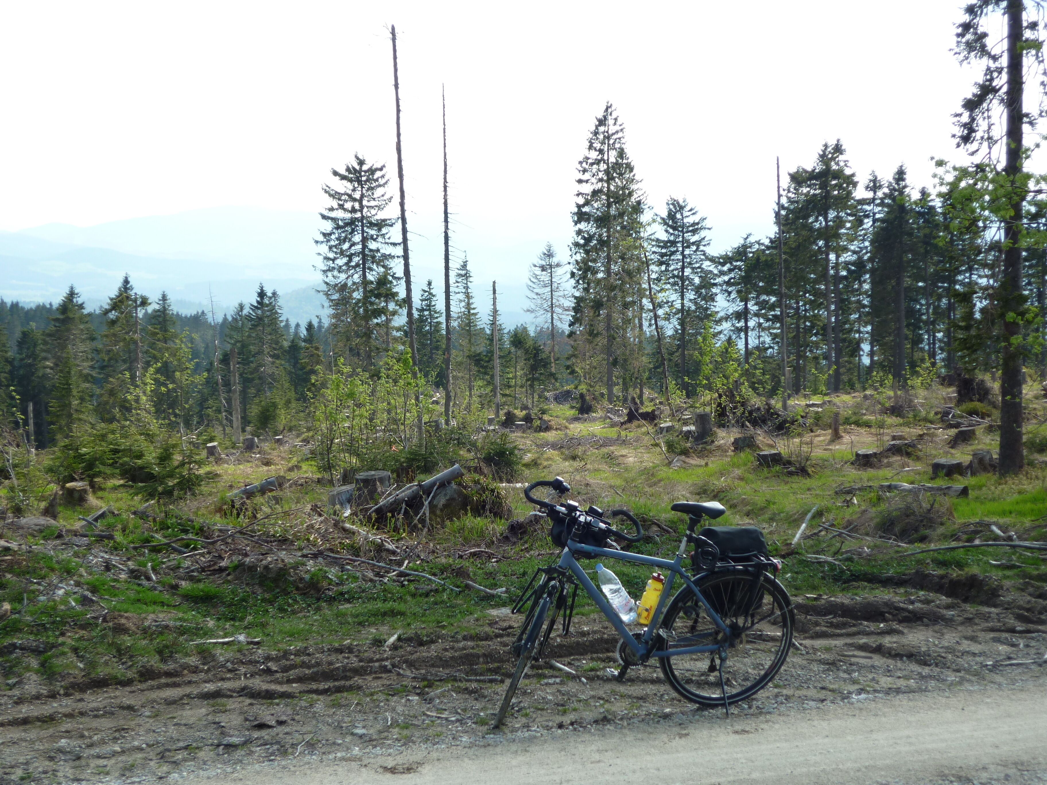 A bicycle parked on a dirt path surrounded by a forest.