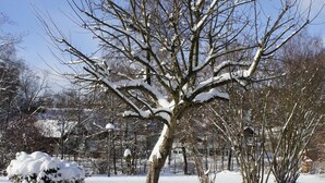 A snow-covered park with bare trees and a red flower pot. - AngerResidenz (Zwiesel)
