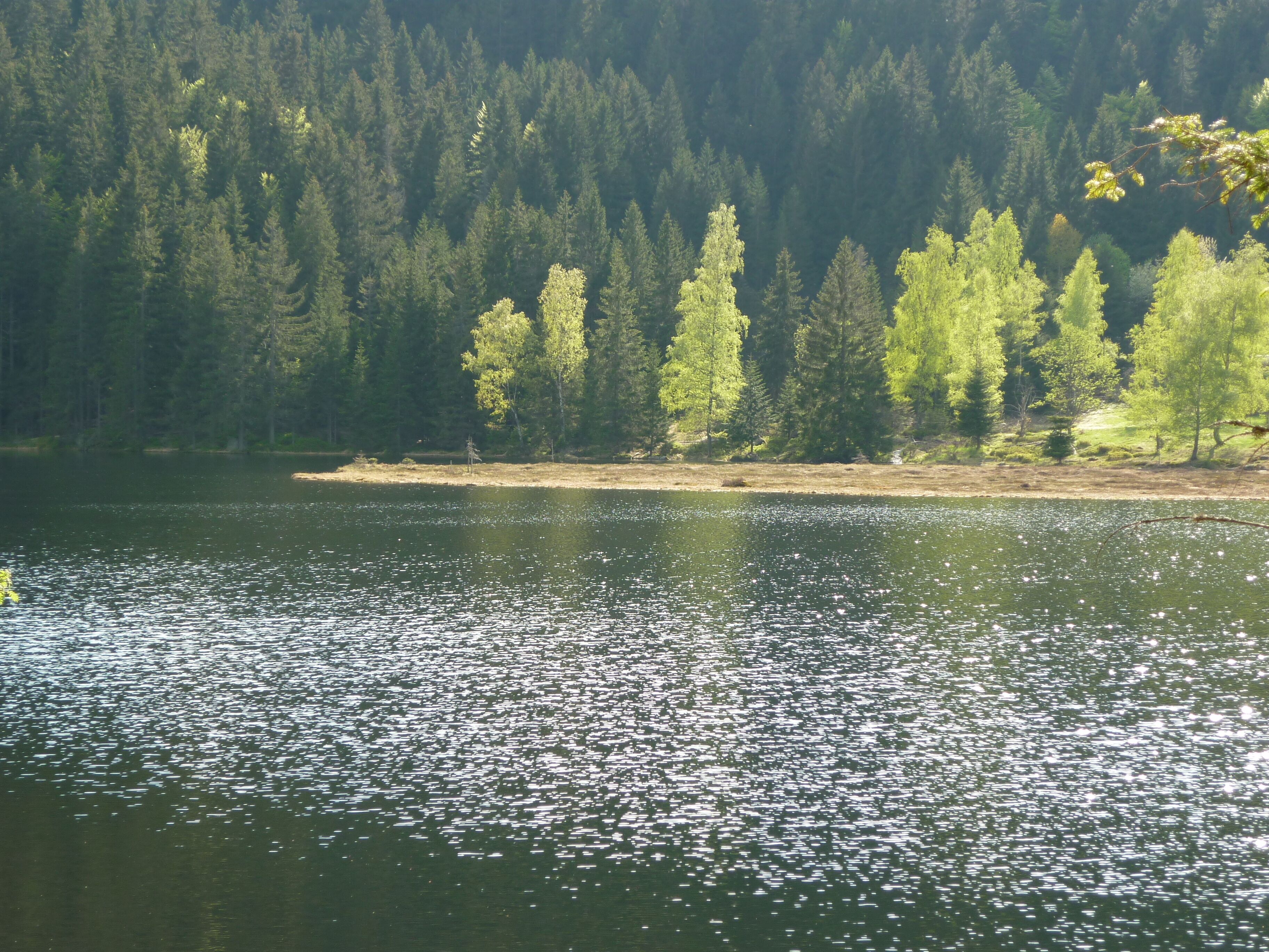 Un lago rodeado de un bosque denso.