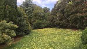 A garden with a variety of trees and a lawn covered in yellow flowers.