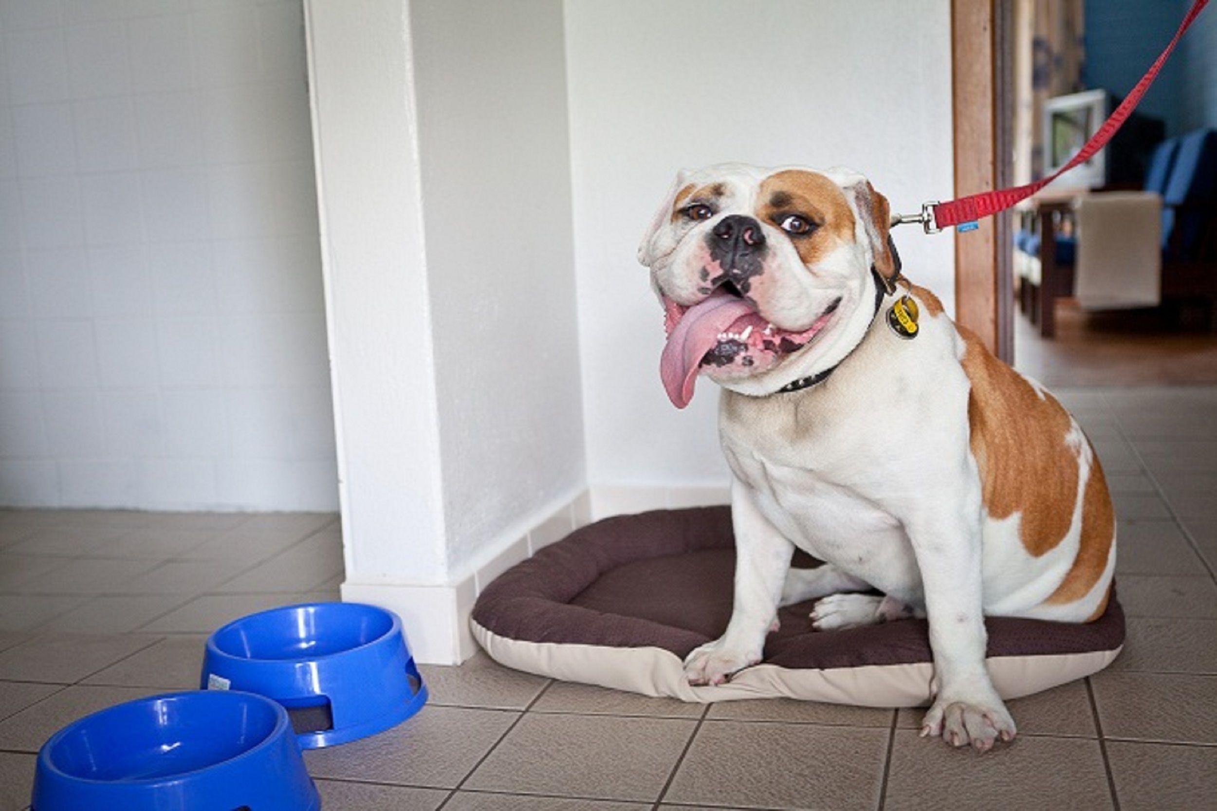 A dog sitting on a pet bed with two blue bowls nearby.