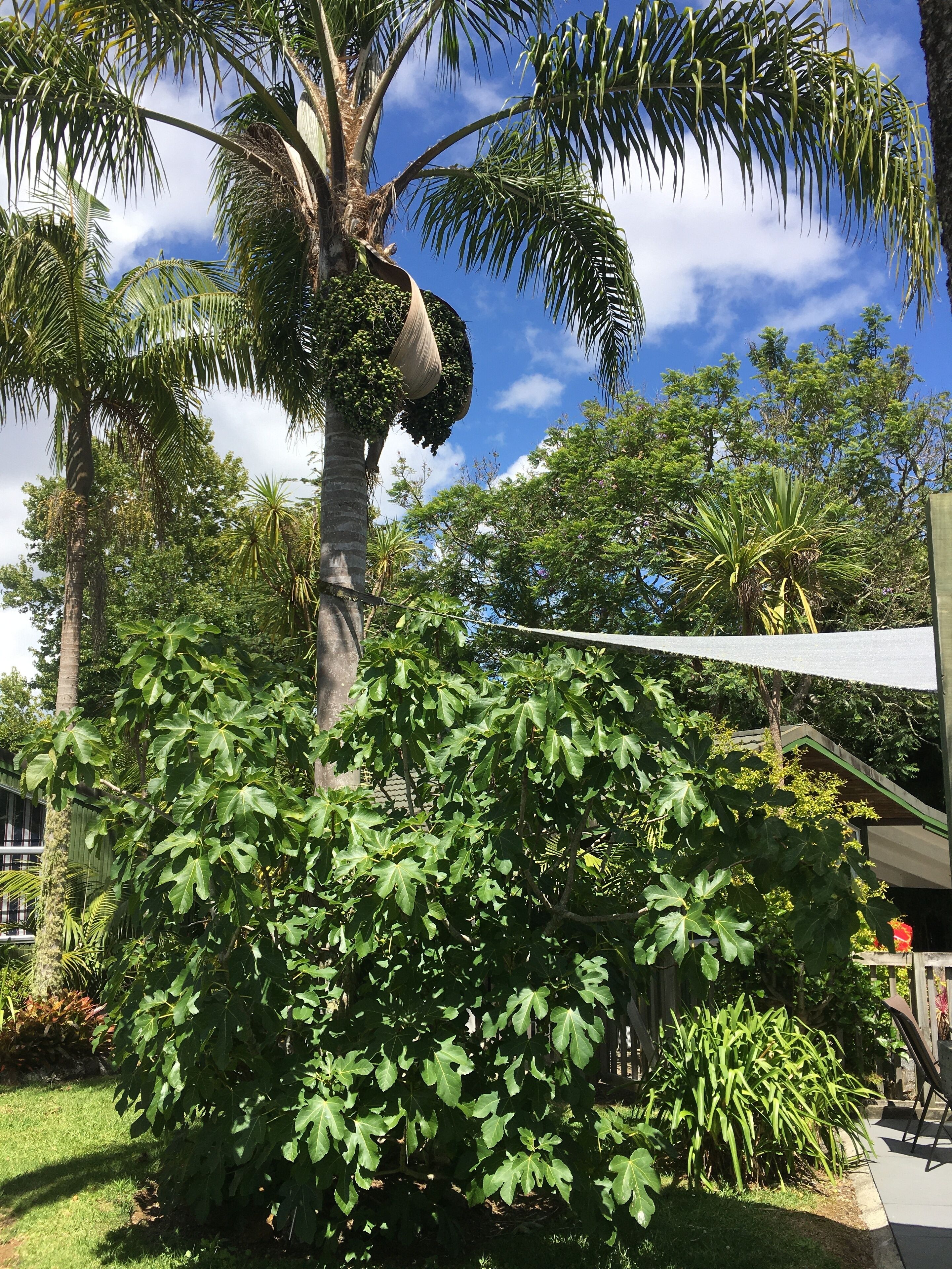 A garden with a palm tree, fig tree, and a hammock.