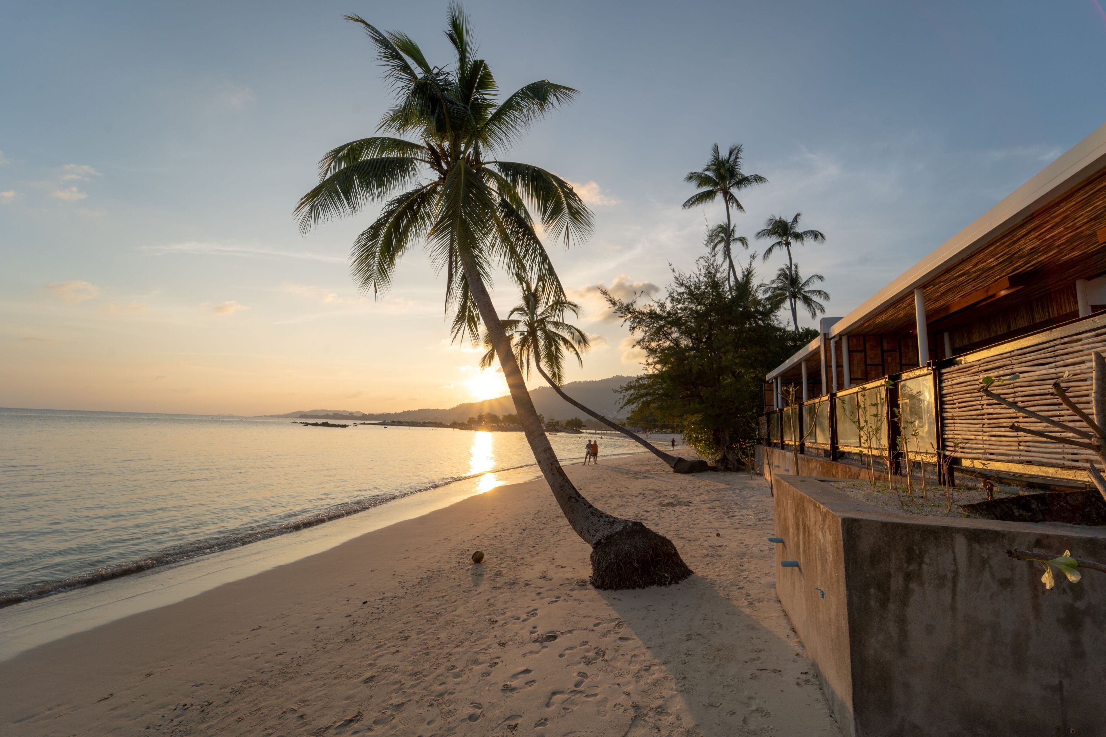 A beach with palm trees and a sunset.