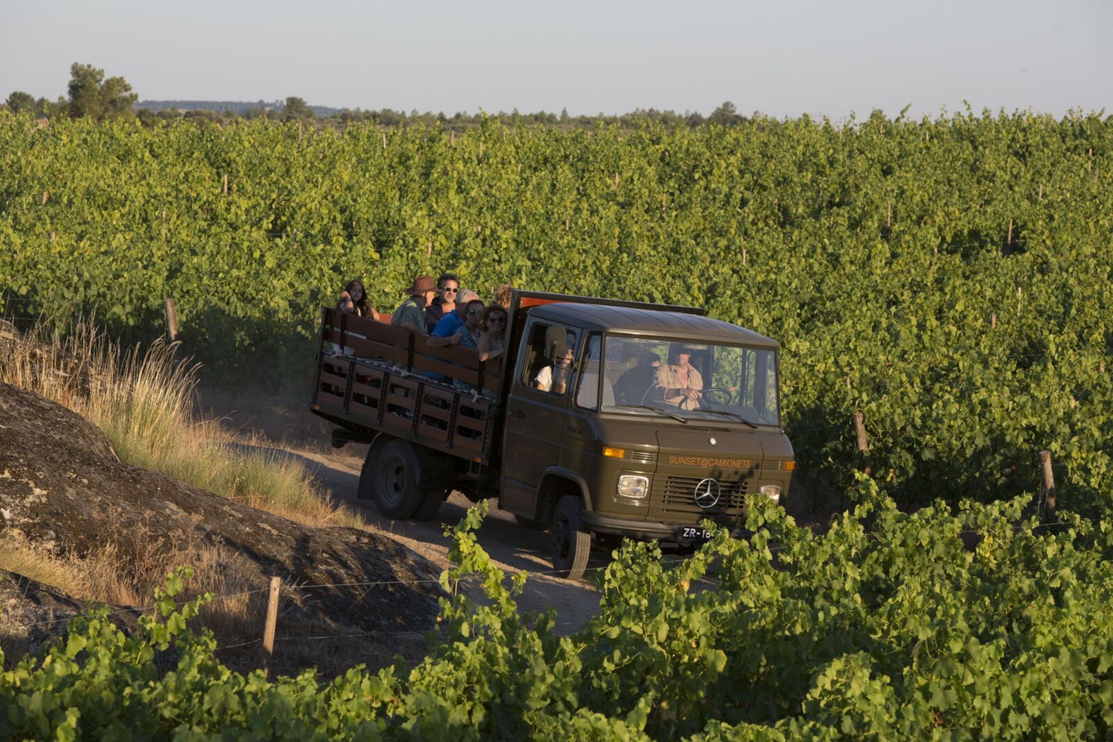 A truck with passengers driving through a vineyard.