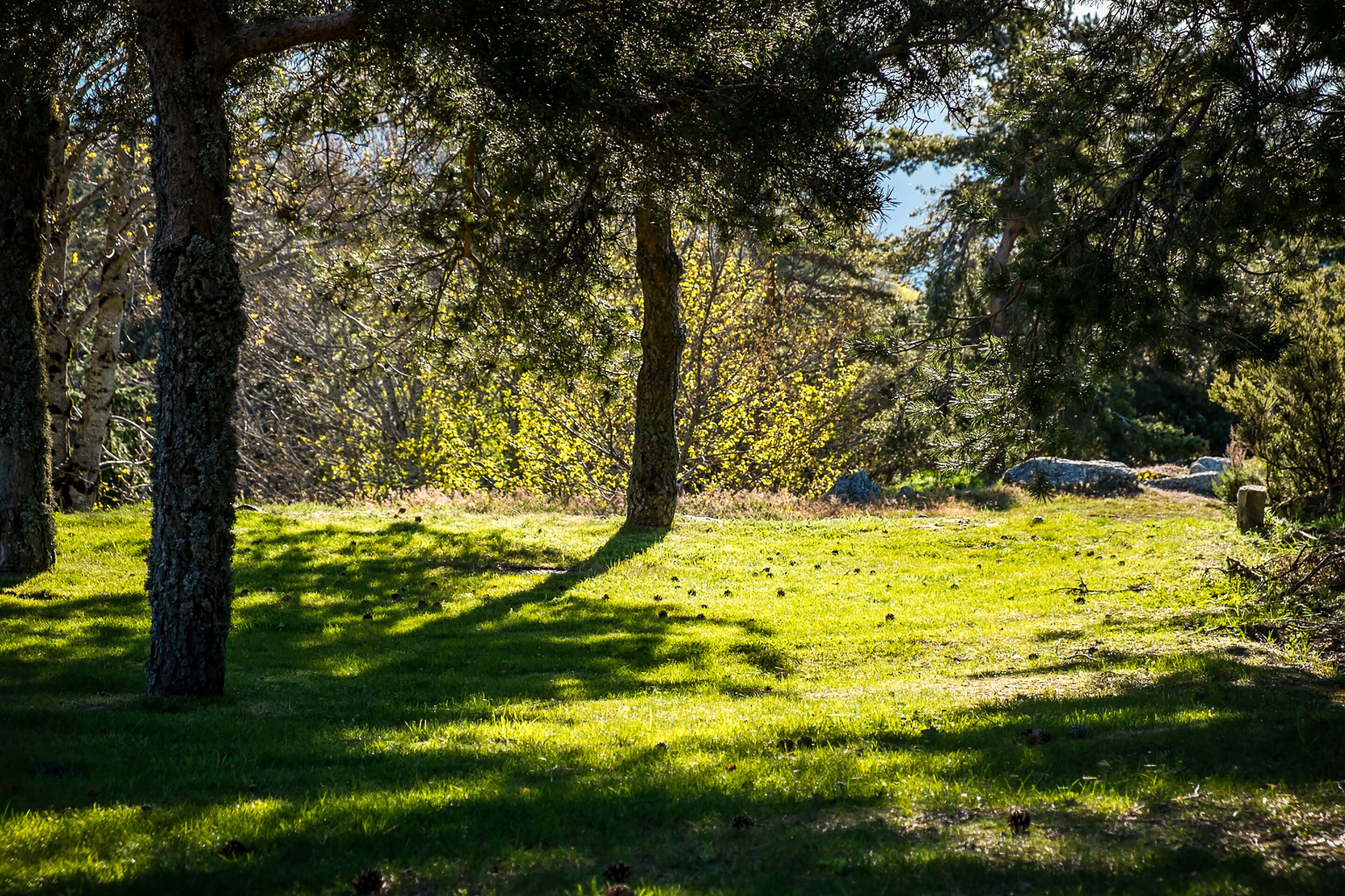 double room, mountain view | garden view