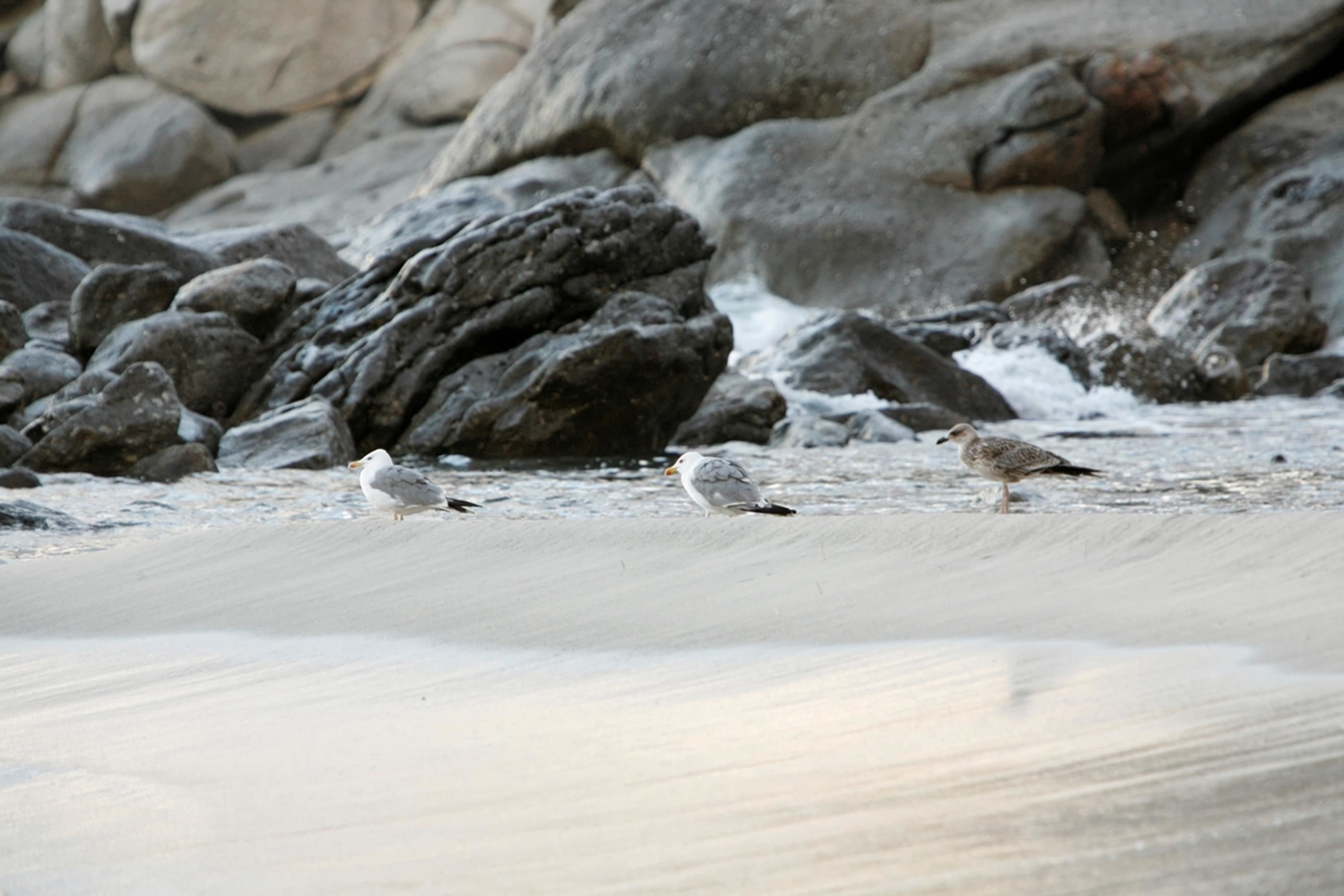 Two birds on a rocky beach with waves.