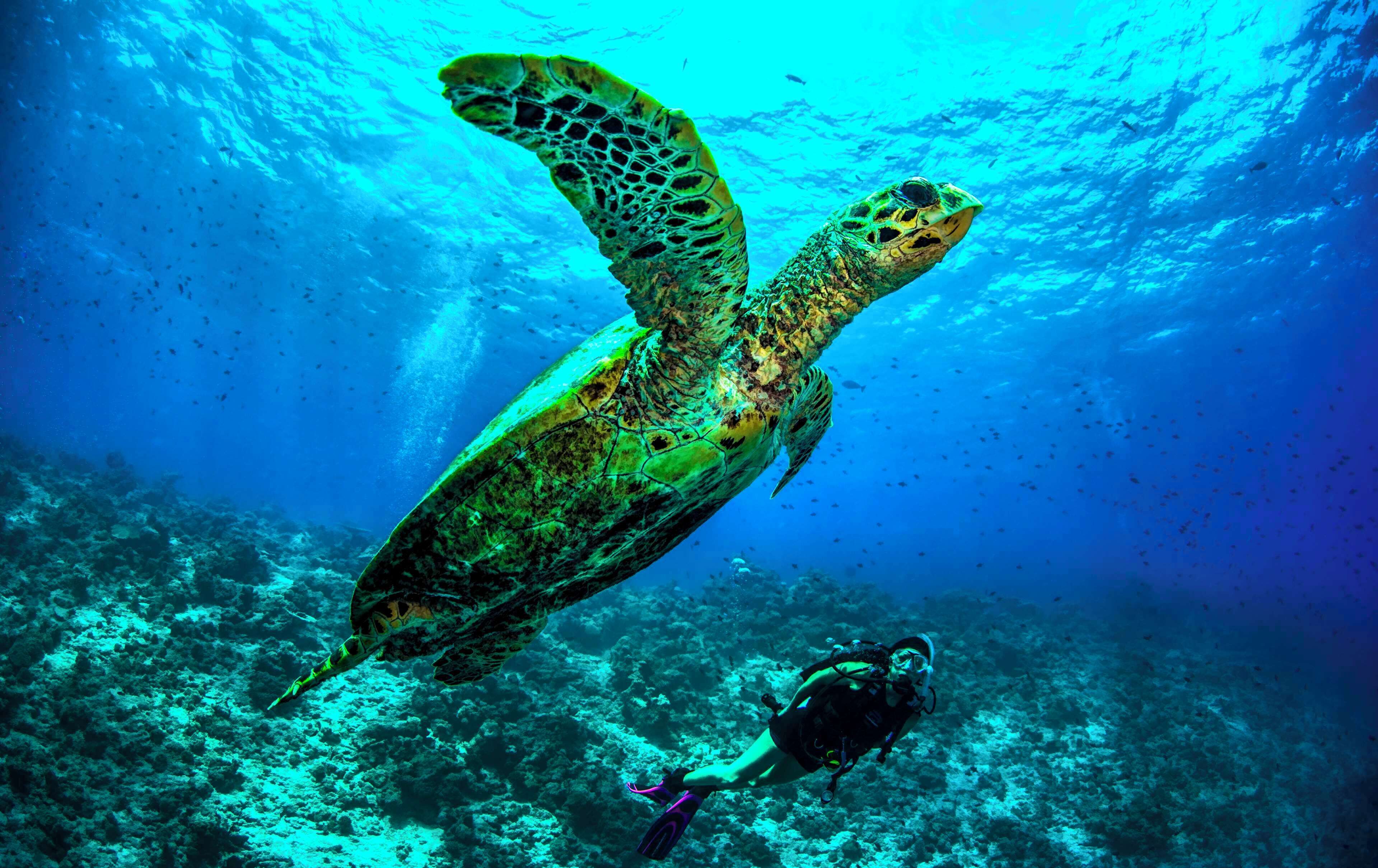 A sea turtle swimming underwater with a diver nearby.