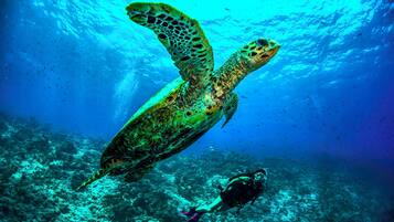 A sea turtle swimming underwater with a diver nearby.
