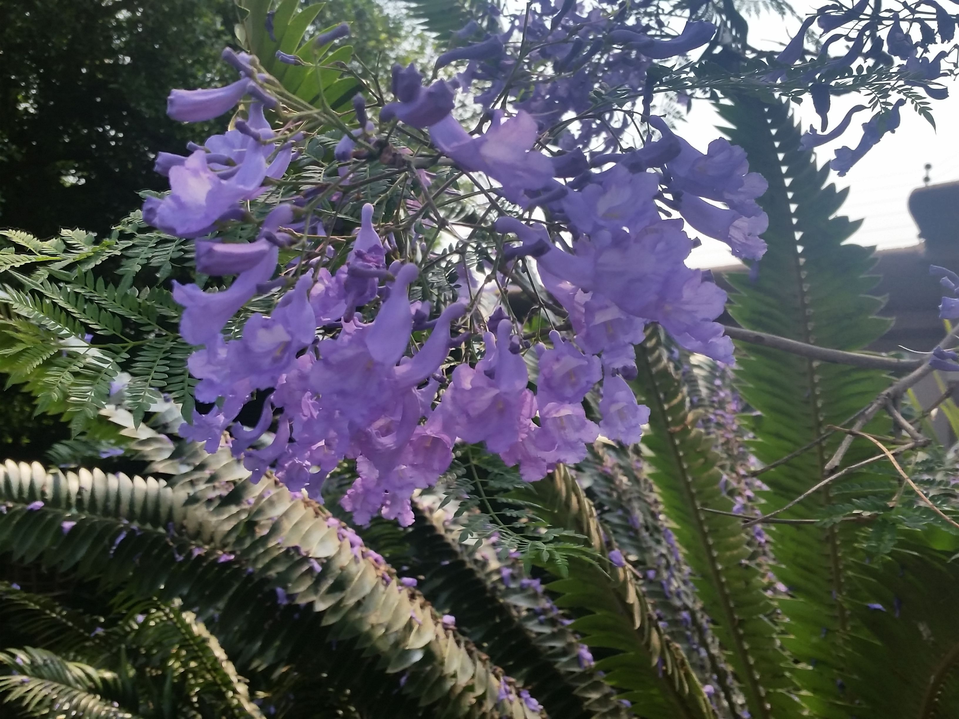 Un gros plan de fleurs violettes, avec un feuillage vert.