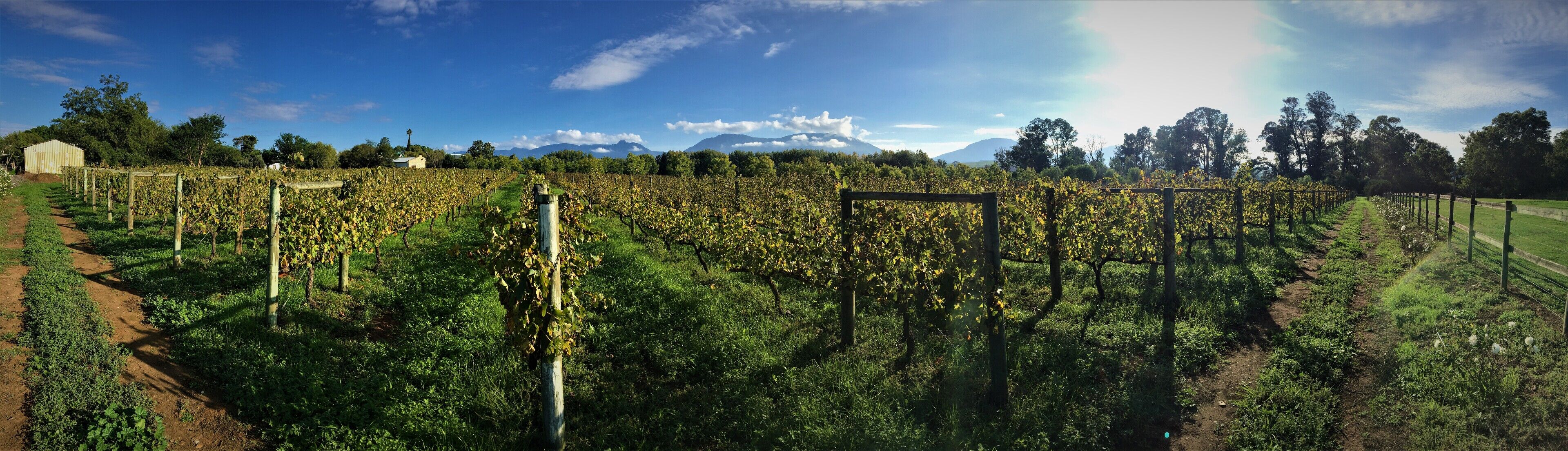 A vineyard with rows of grapevines, a dirt path, and a mountain in the background.