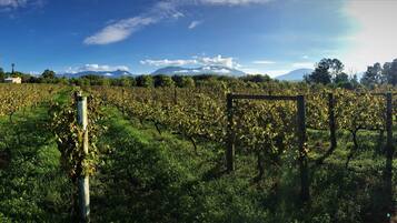 A vineyard with rows of grapevines, a dirt path, and a mountain in the background.