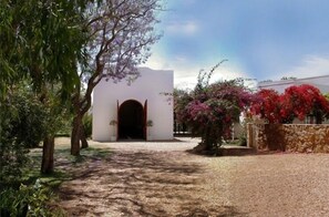 Vineyard