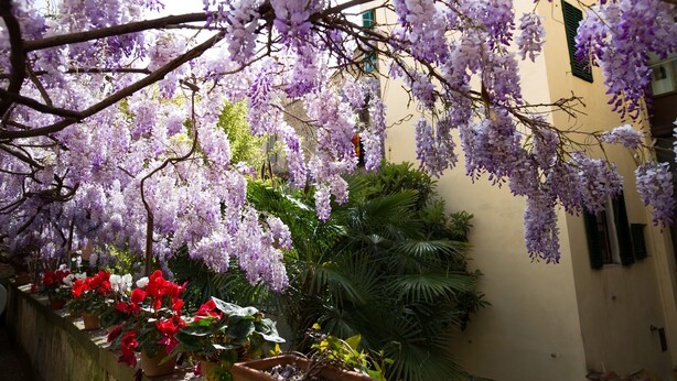 Un patio con enredaderas de glicinia morada, macetas con flores rojas y blancas, y un edificio con contraventanas verdes.