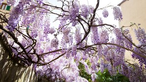 Un árbol de glicinas con flores moradas en un patio.