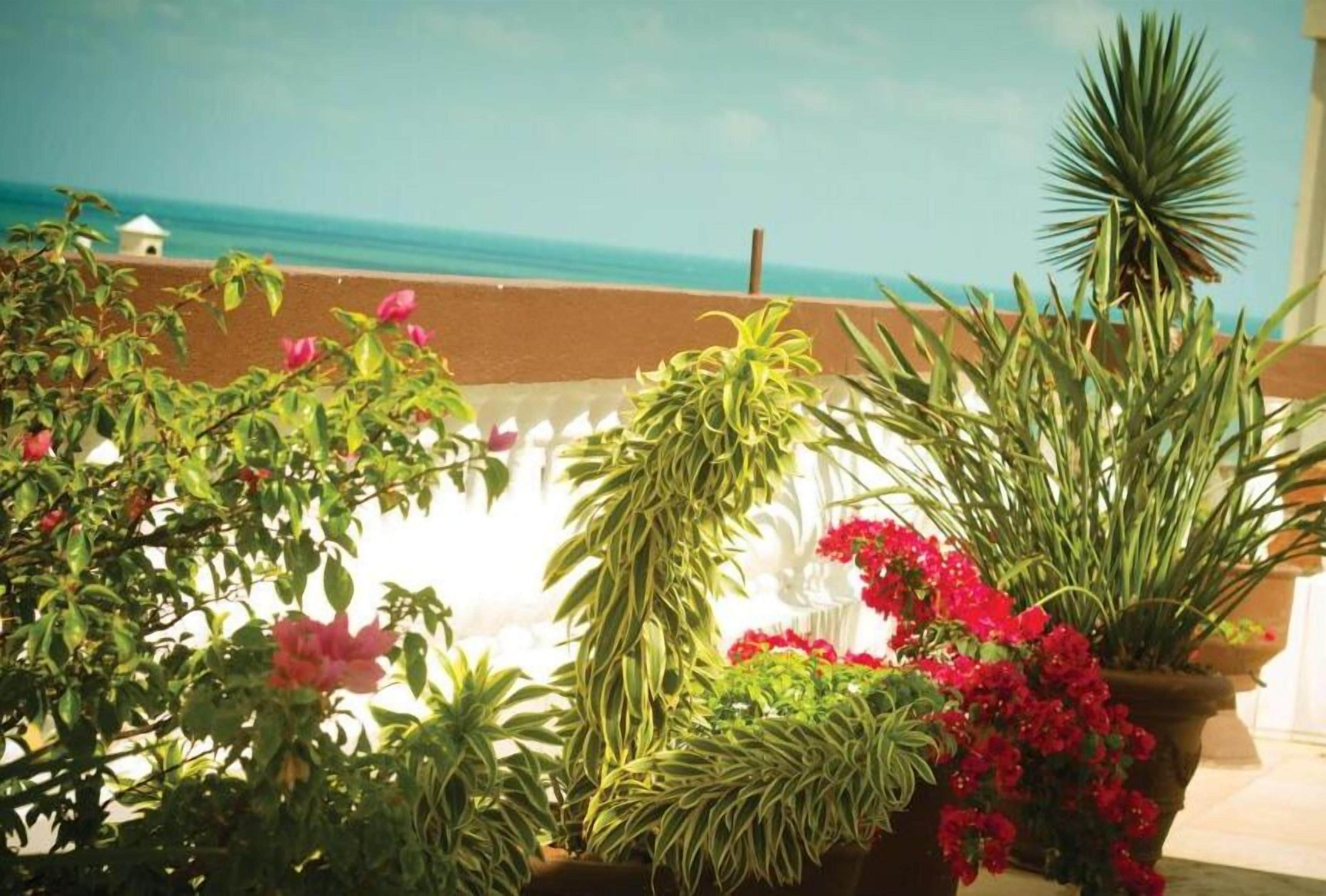 Un balcón con plantas y flores en macetas, con vistas a la costa.