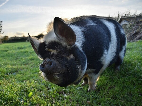A pig in a grassy field.