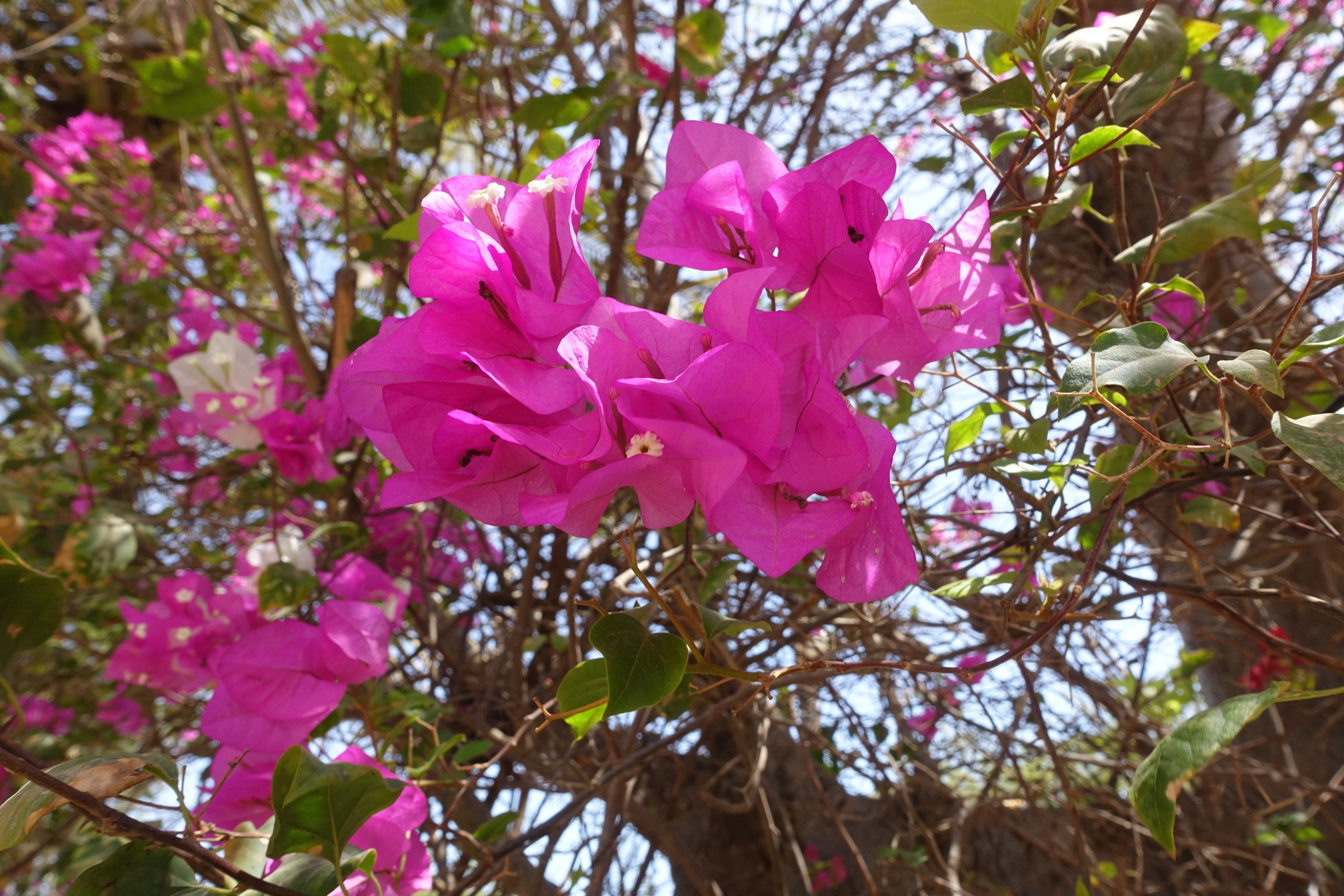 A close-up of vibrant pink bougainvillea flowers with green leaves and branches.