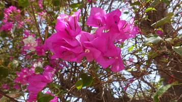 A close-up of vibrant pink bougainvillea flowers with green leaves and branches.