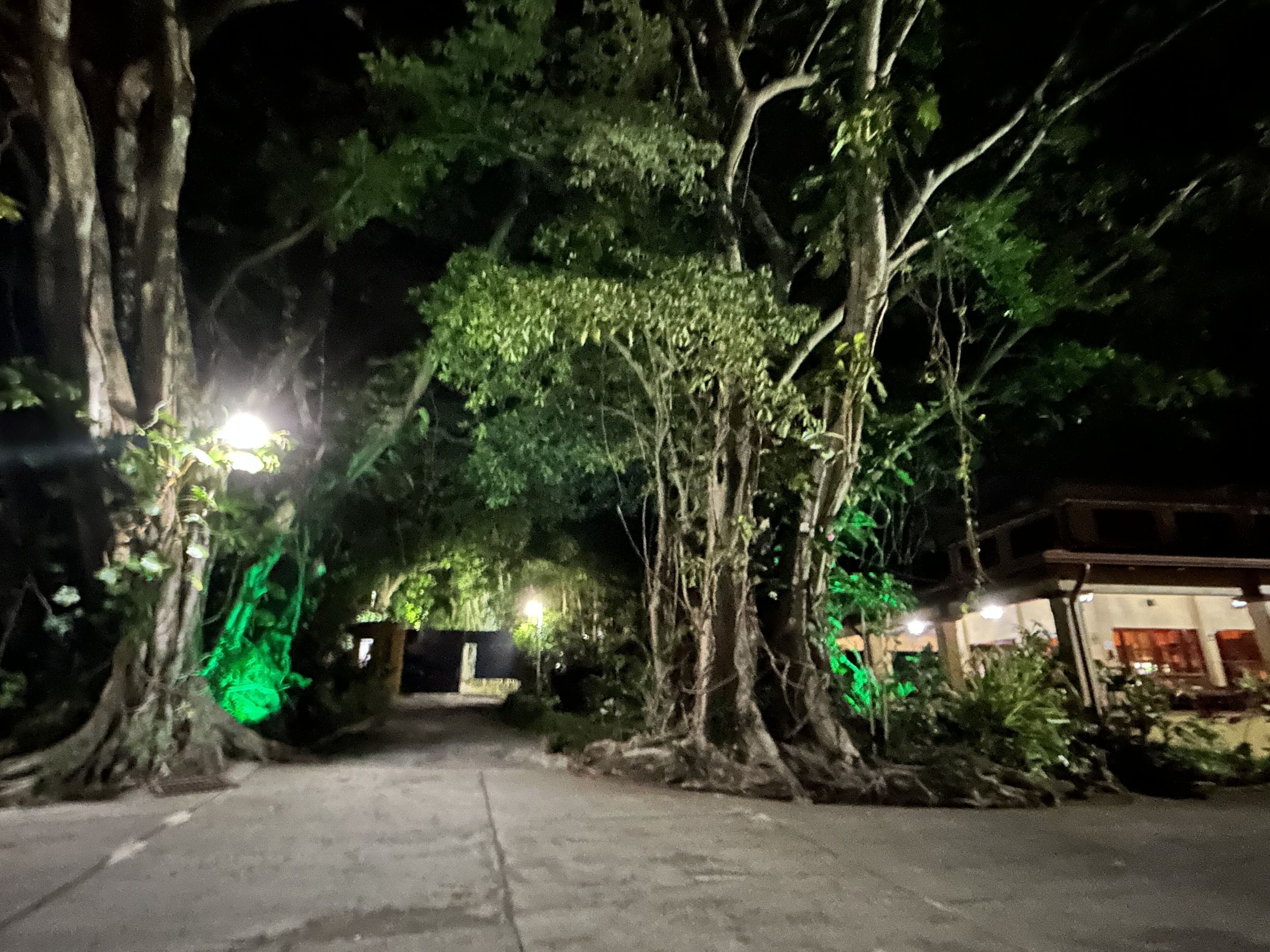 Vista nocturna de un camino bordeado de árboles que conduce a un edificio con entrada porticada.