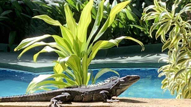 A lizard on a poolside wall. - Trapp Family Country Inn (San Antonio)