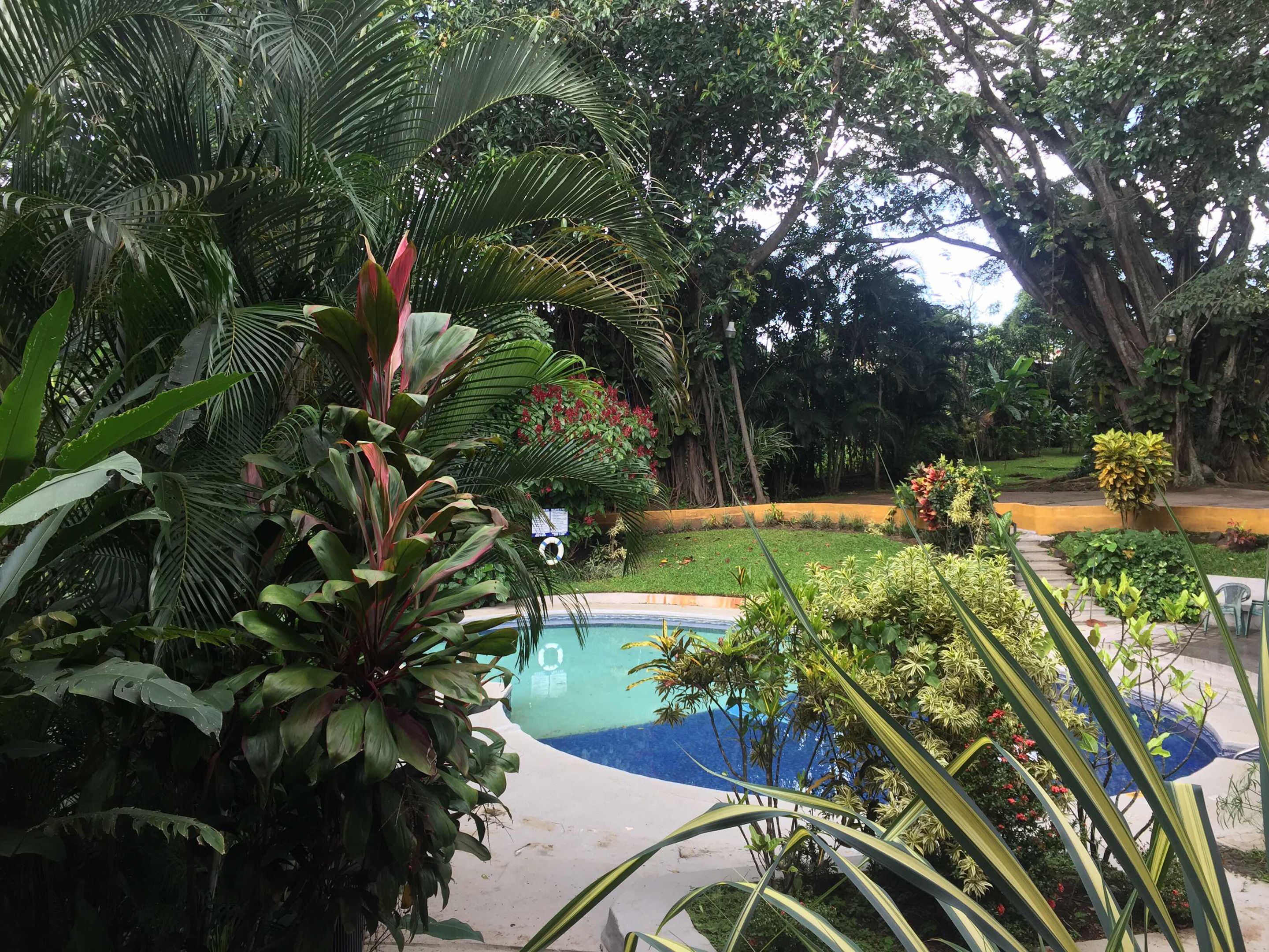 Un jardin luxuriant avec une piscine, entouré d’une végétation dense et de différentes espèces de plantes.
