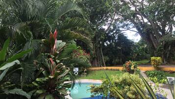 Un jardin luxuriant avec une piscine, entouré d’une végétation dense et de différentes espèces de plantes.