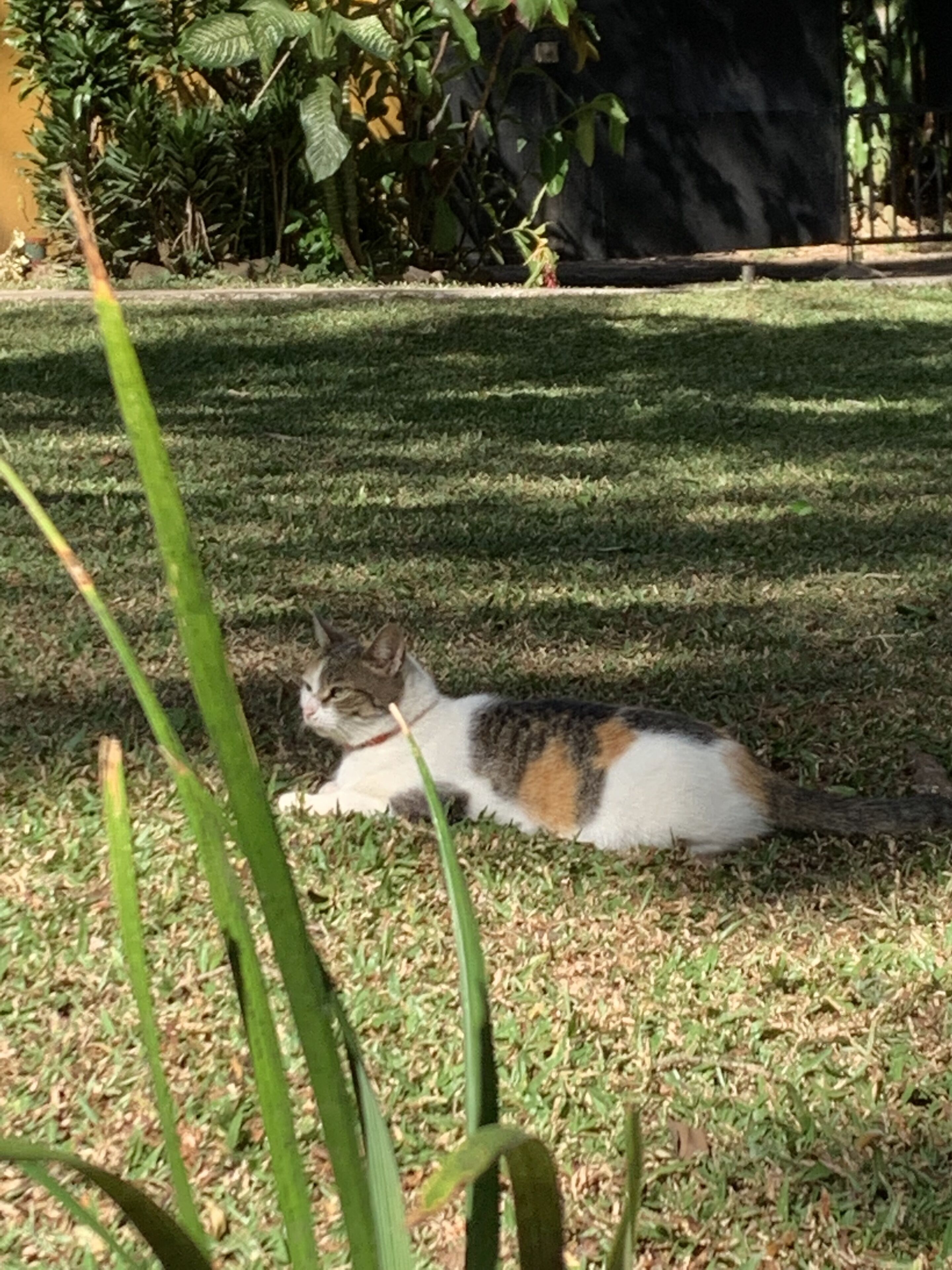 Un gato descansando en un césped con plantas y una pared al fondo.
