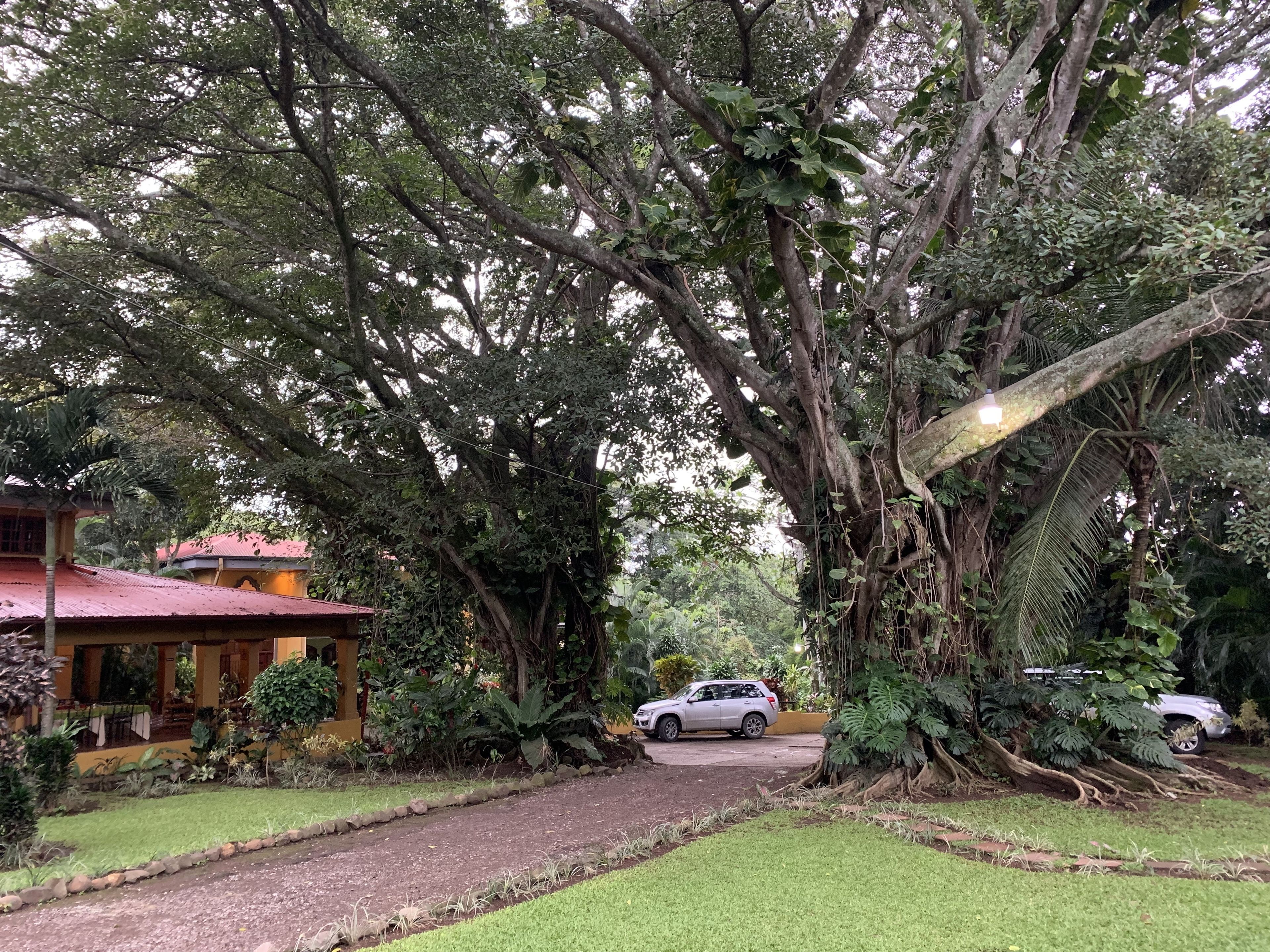 A pathway leading to a building surrounded by large trees and greenery.