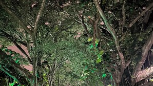 A pathway flanked by dense foliage and illuminated by green lights, leading to a building with a visible entrance. - Trapp Family Country Inn (San Antonio)
