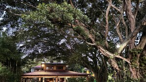 A two-story house with a porch, surrounded by lush greenery and trees. - Trapp Family Country Inn (San Antonio)