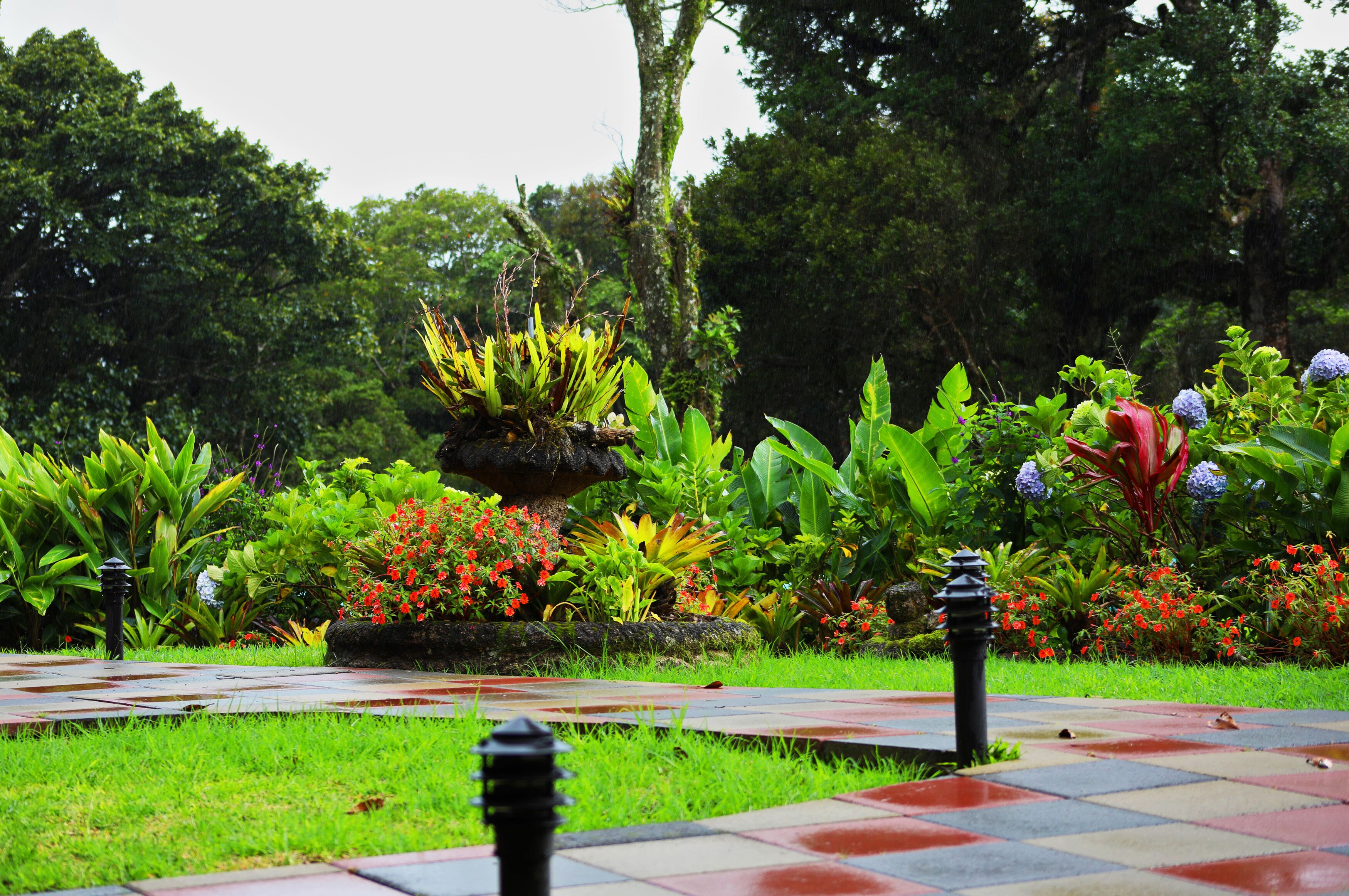 Un sendero de jardín con una jardinera central, rodeado de abundante vegetación y diversas plantas.