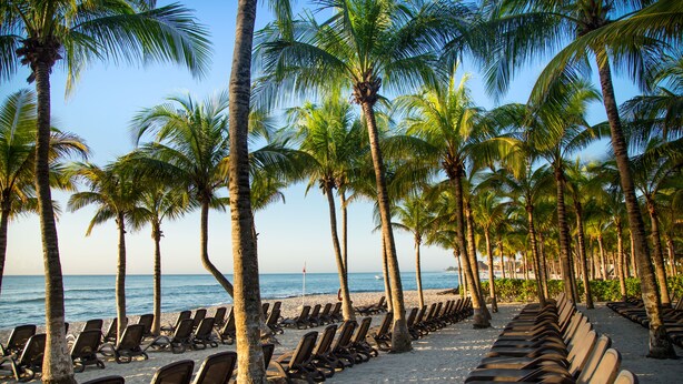 A beach with rows of sun loungers and palm trees. -  Select Club at Sandos Caracol All Inclusive - Adults Only Area (Playa del Carmen)