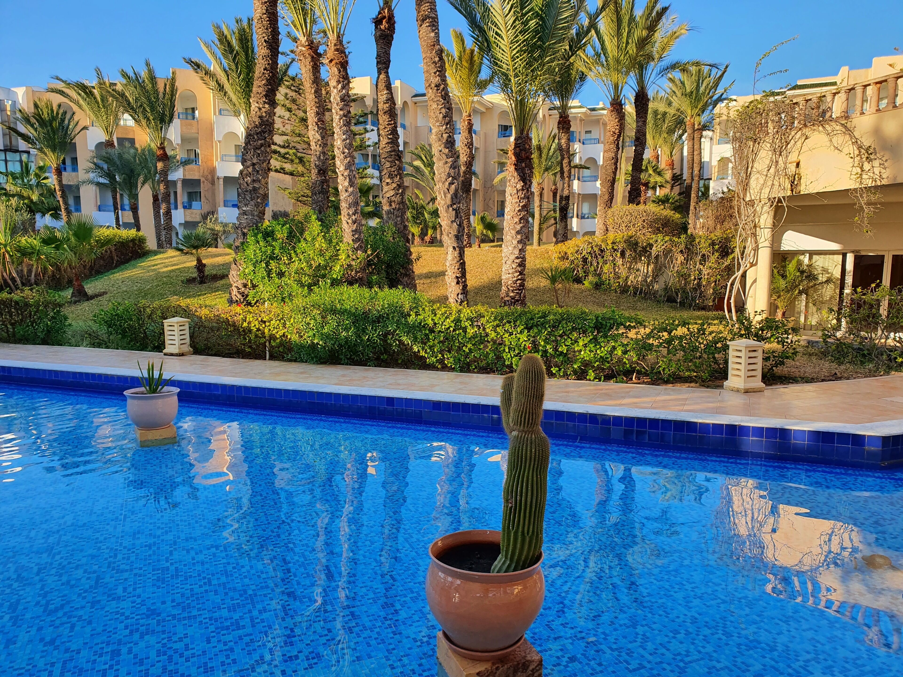 A pool with a cactus in a pot, surrounded by palm trees and a building with balconies.