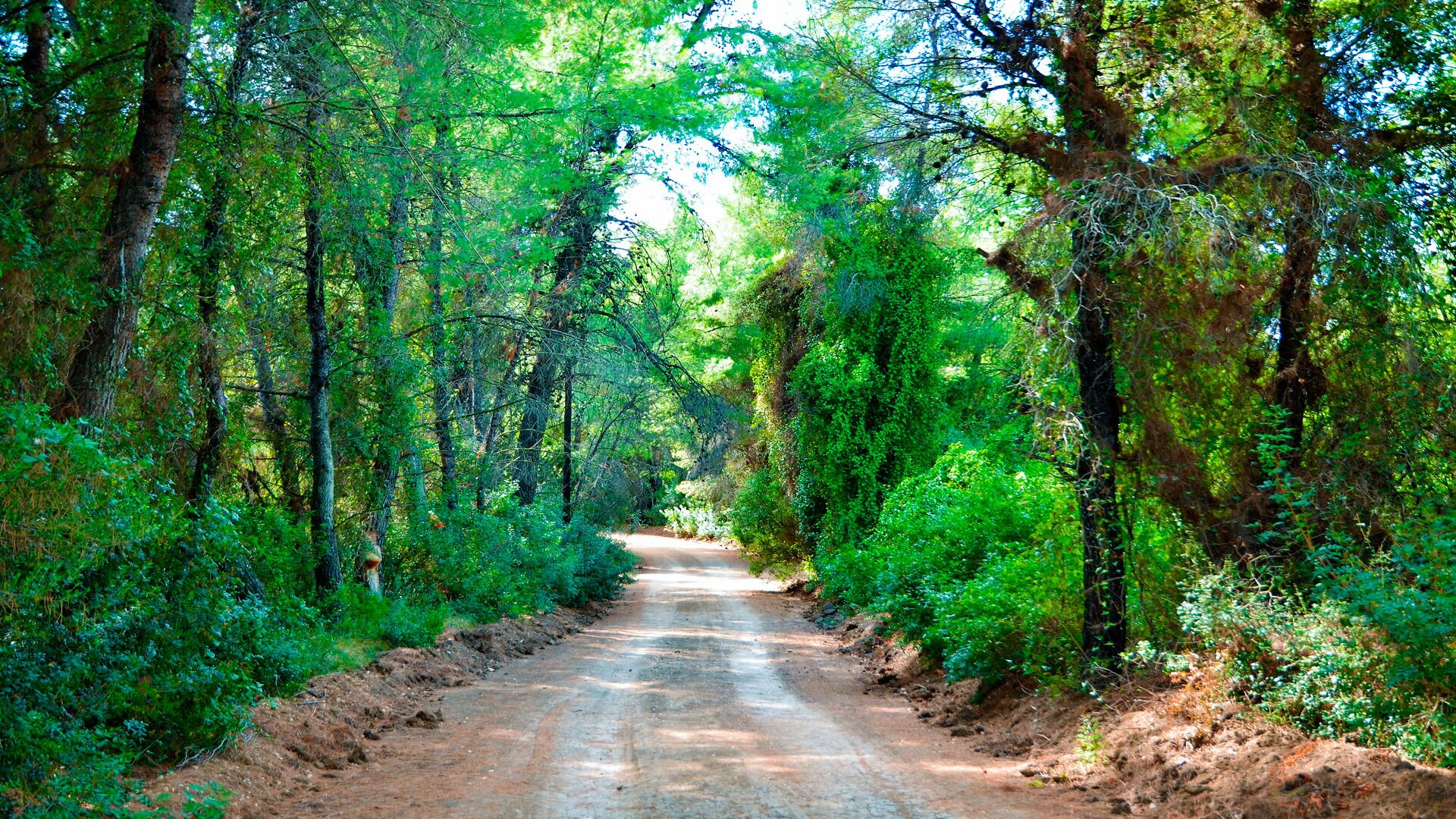 A dirt road flanked by dense green foliage, leading into a forested area.