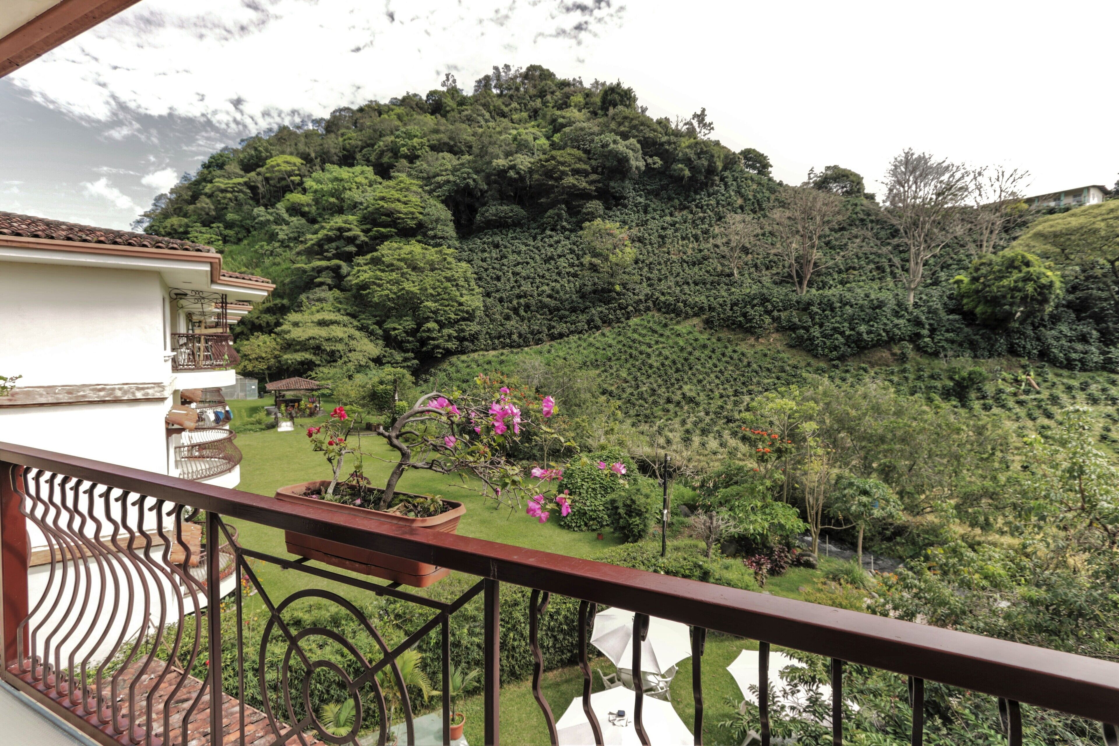 Suite | View from room