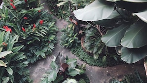 Un sendero en un jardín bordeado por follaje verde exuberante y hojas grandes.