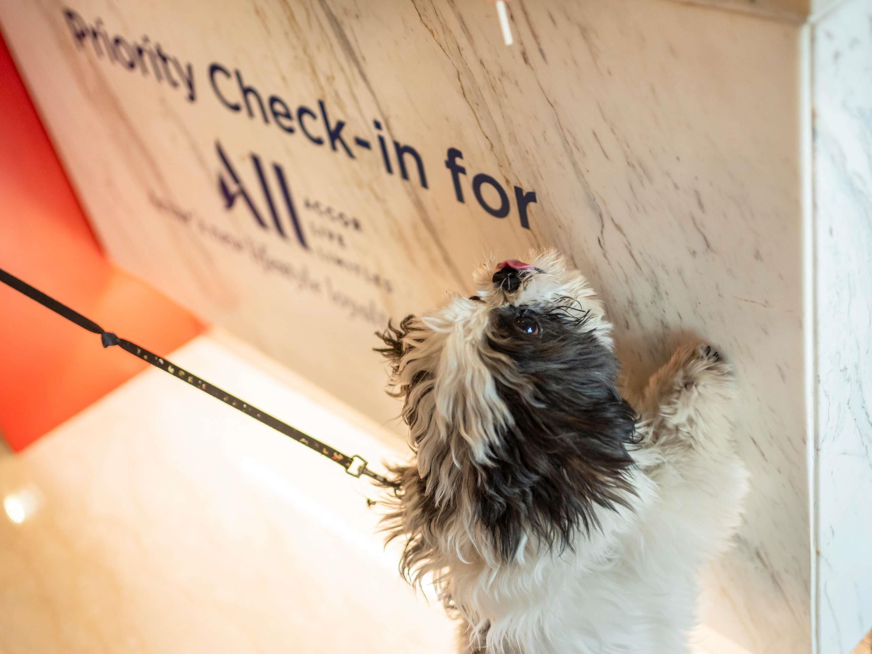 Un perro con correa mirando hacia arriba un cartel que dice 'Priority Check-in para Todos'.