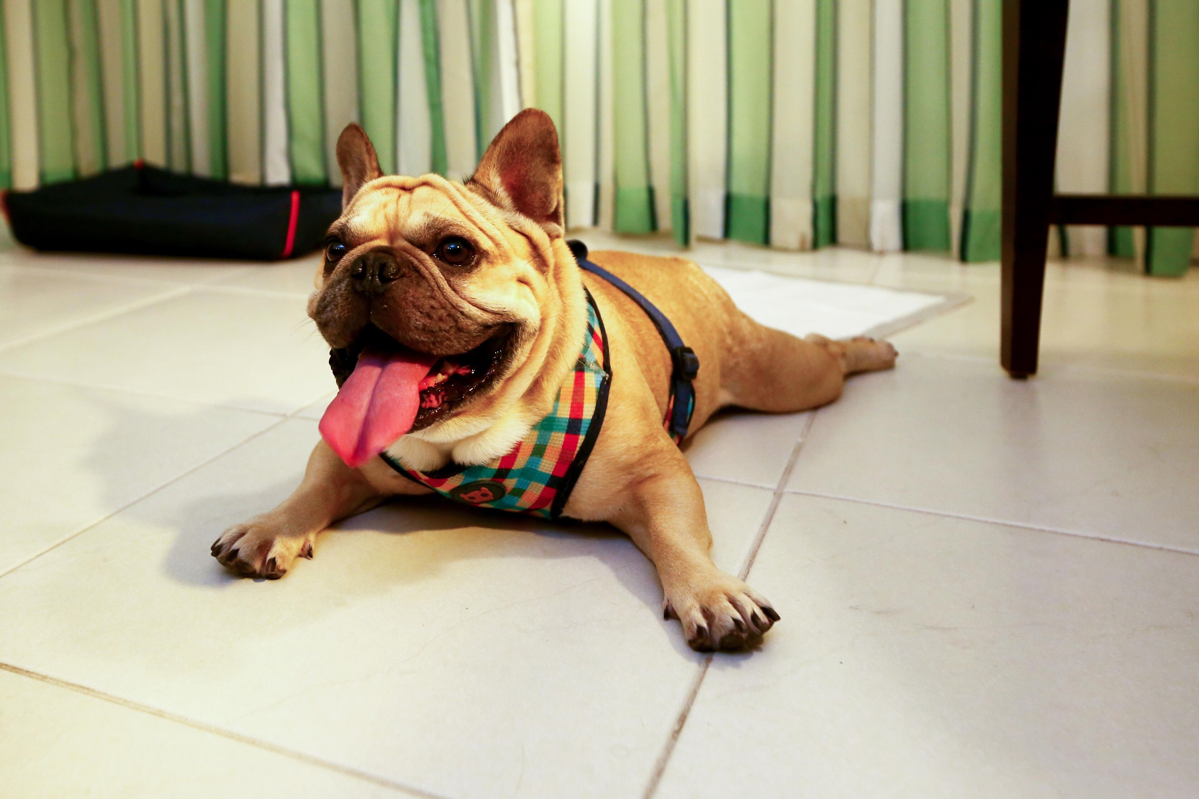 pet-friendly amenities