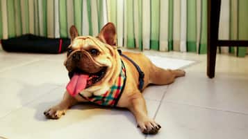 Un chien allongé sur un sol carrelé, avec un rideau vert en arrière-plan.